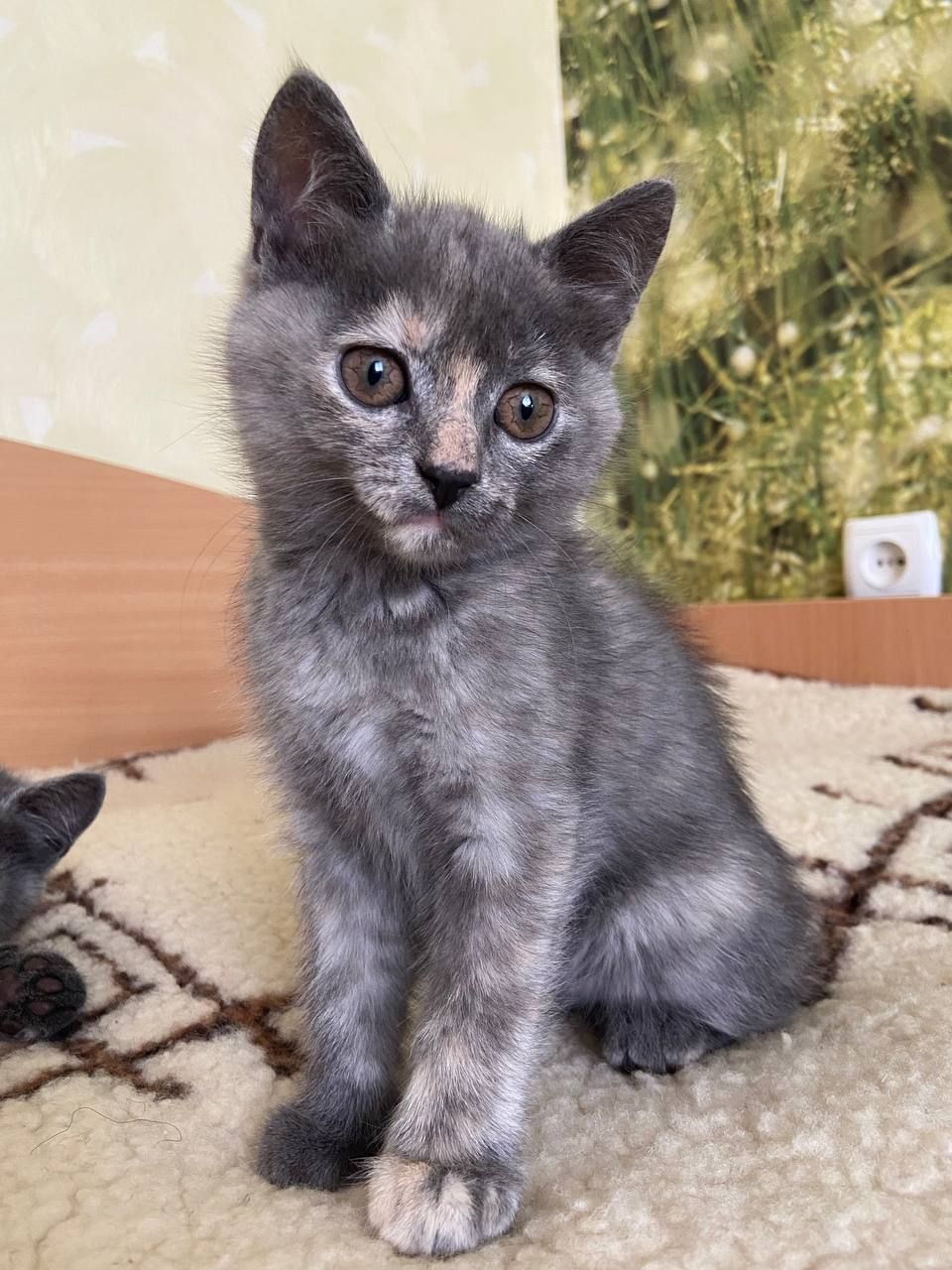 Милі і грайливі кошенята