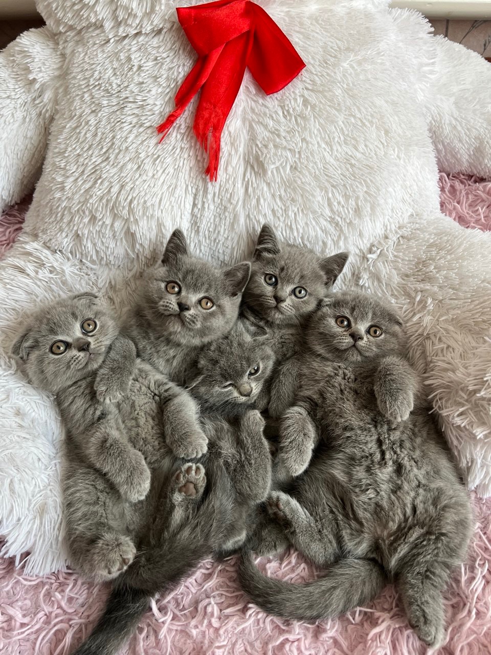 Кошенята скотіш фолд та скотіш страйт