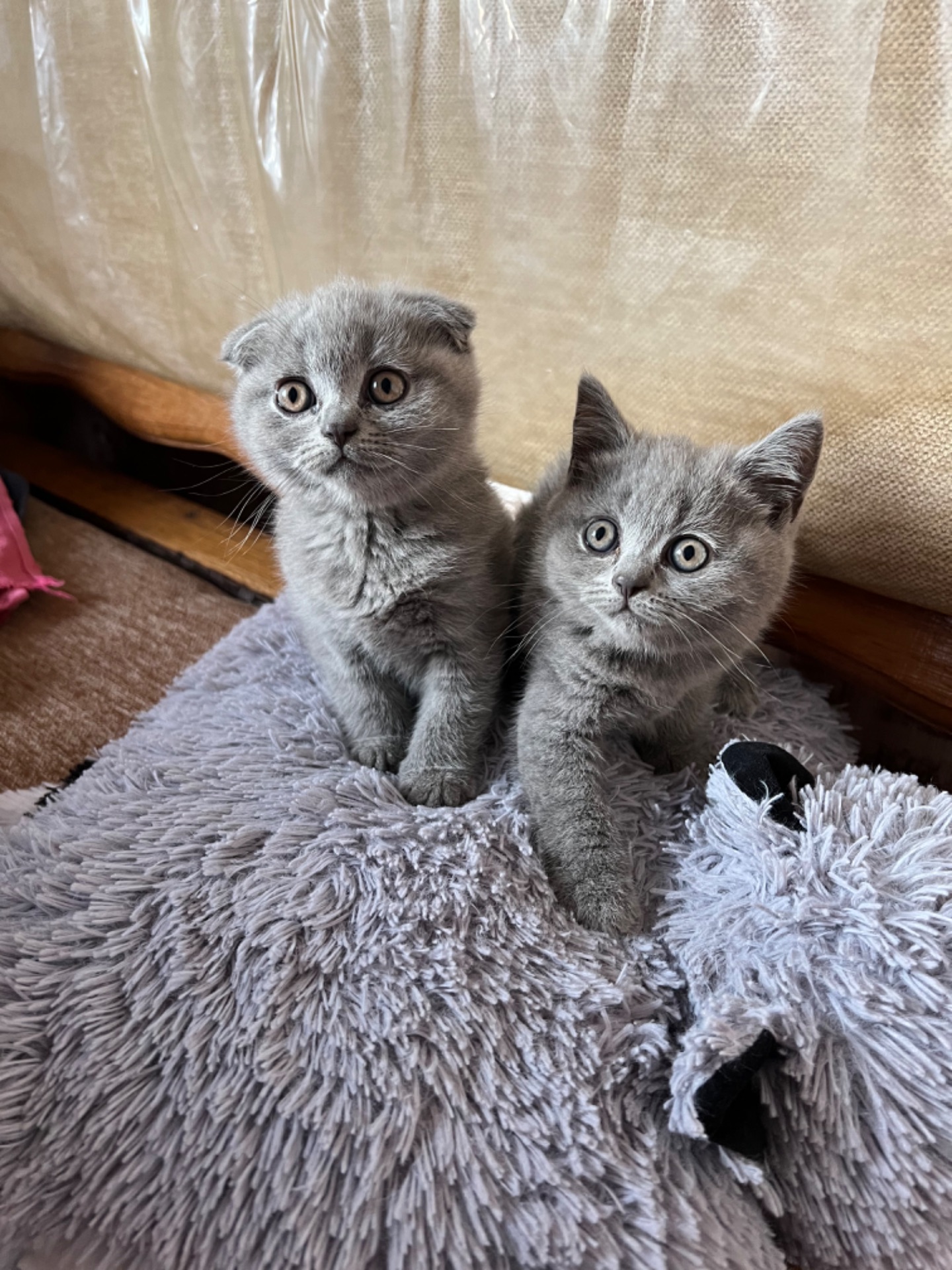 Кошенята скотіш фолд та скотіш страйт