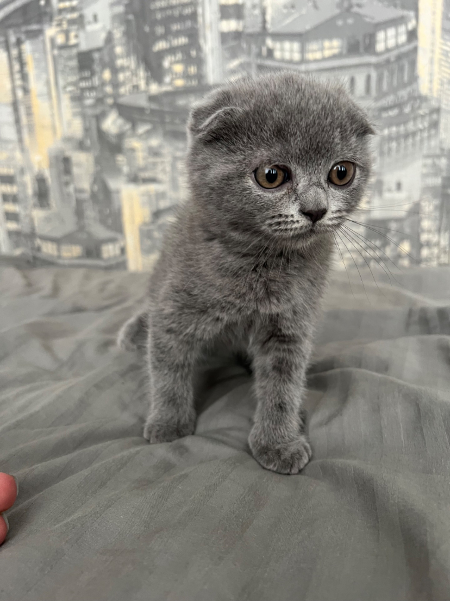 Кошенята скотіш фолд та скотіш страйт