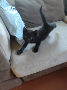Кот, котик
