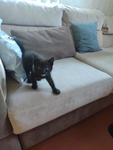 Кот, котик