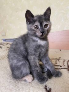 Милі і грайливі кошенята