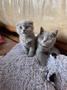 Кошенята скотіш фолд та скотіш страйт