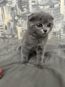 Кошенята скотіш фолд та скотіш страйт