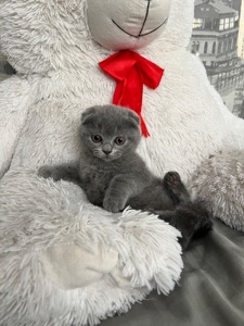 Кошенята скотіш фолд та скотіш страйт