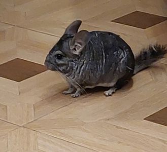 Шиншила, хлопчик, 1 рік і 3 місяці