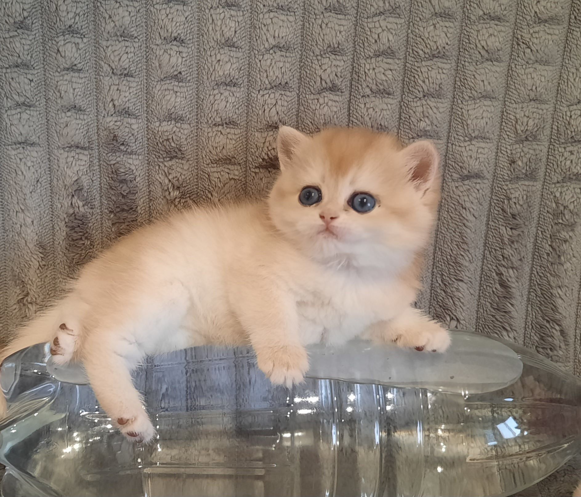 Котик золота шиншила