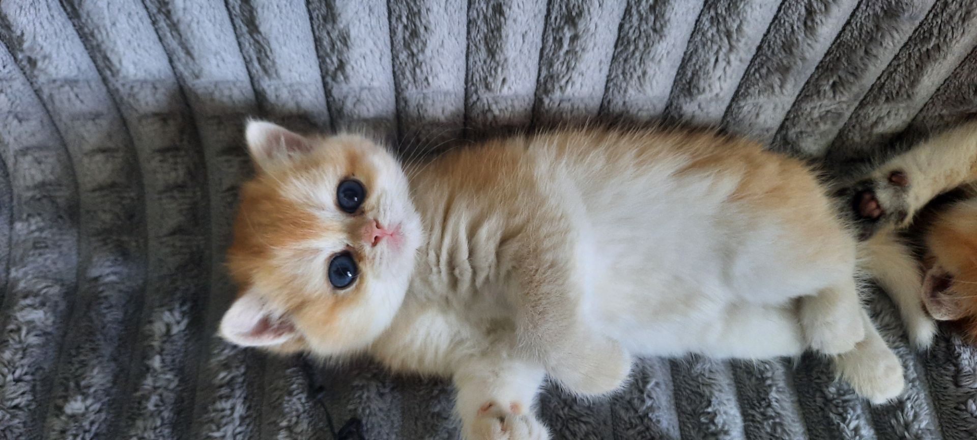 Котик золота шиншила