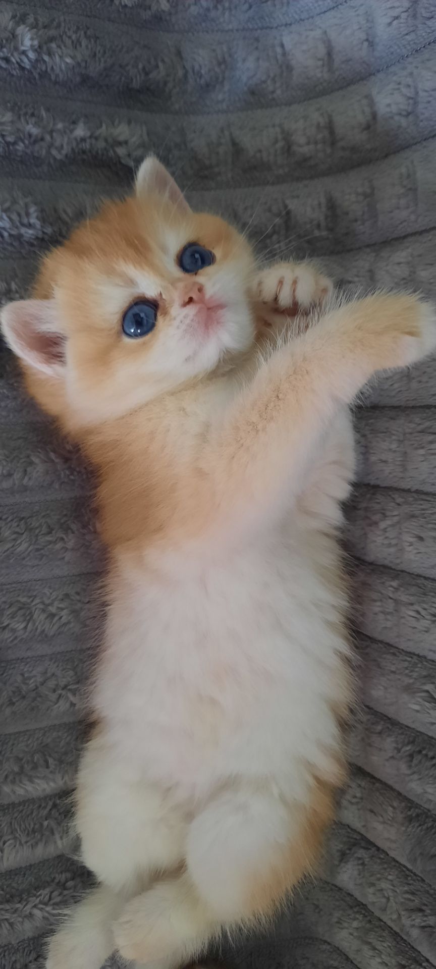 Котик золота шиншила
