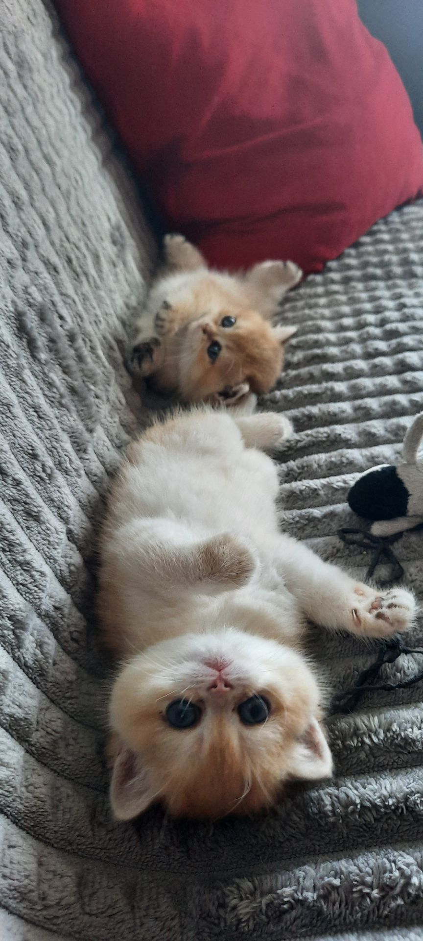 Котик золота шиншила