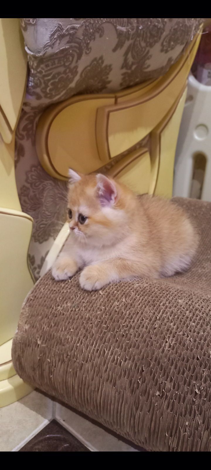 Котик золота шиншила