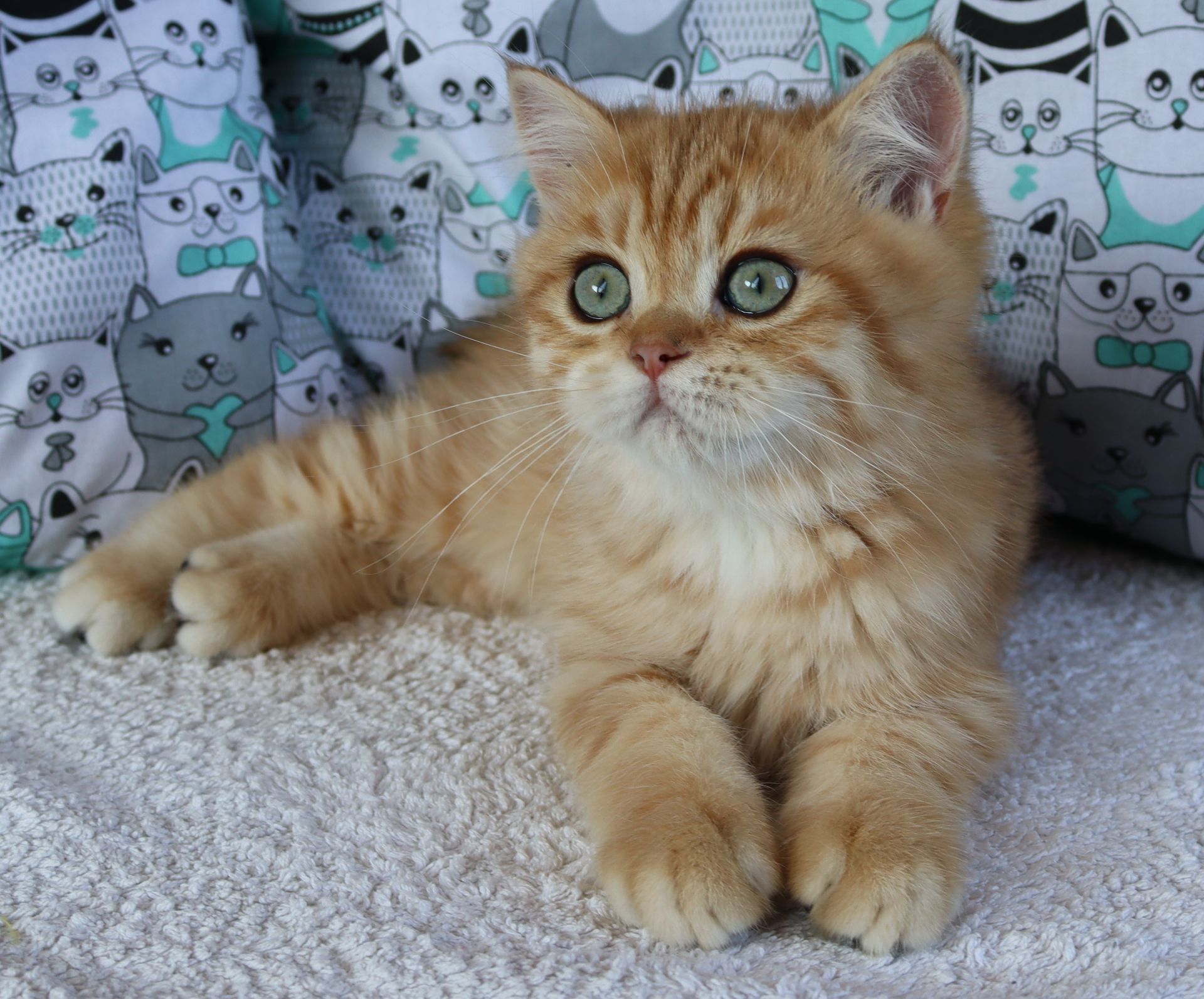 Кошенята Британська Шиншила