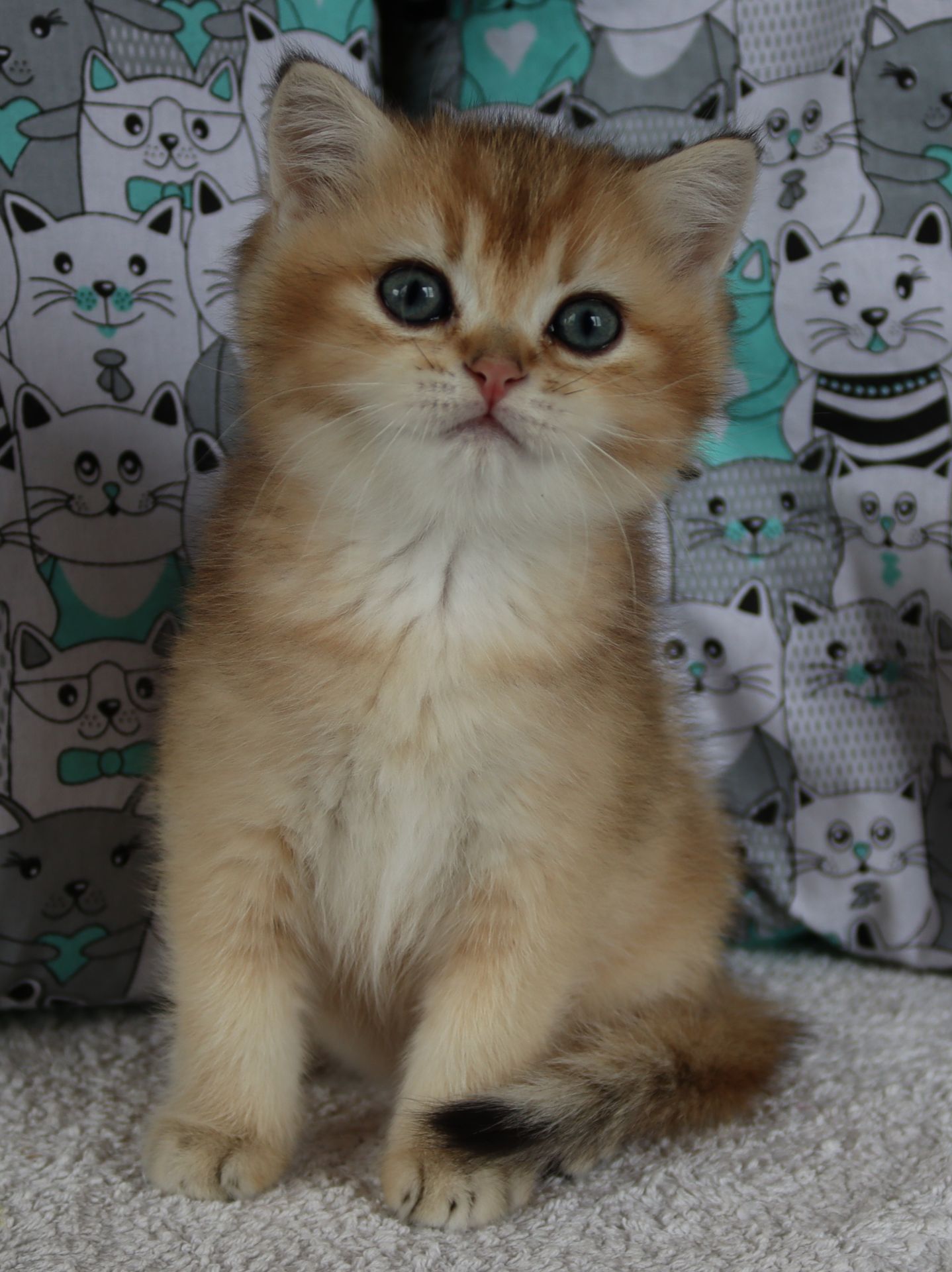 Кошенята Шиншила