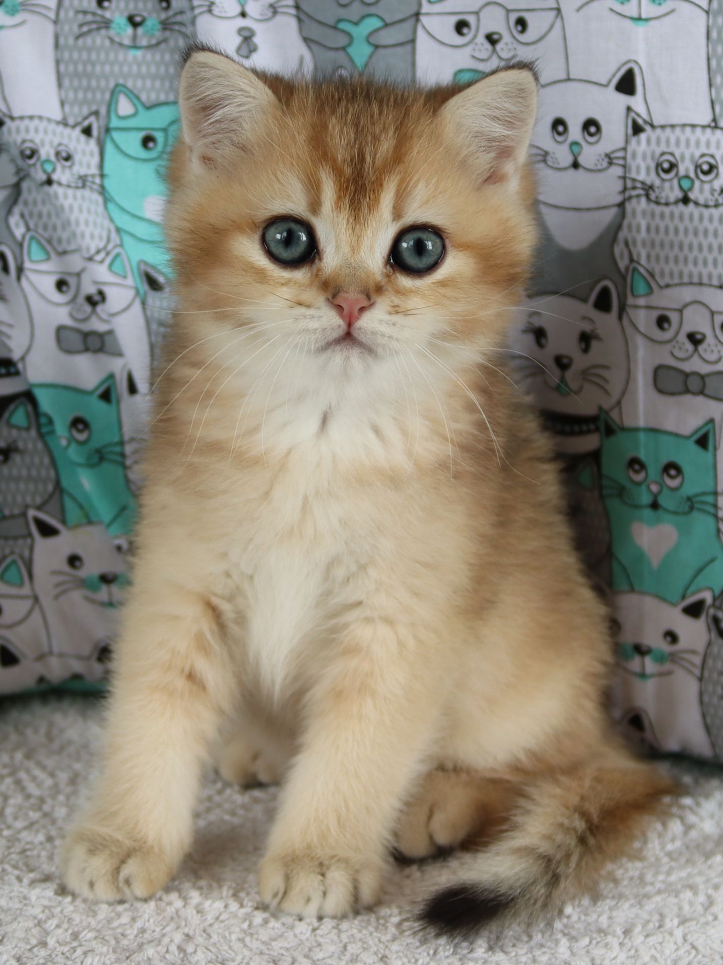 Кошенята Шиншила