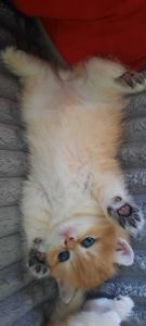 Котик золота шиншила