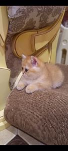 Котик золота шиншила