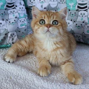 Кошенята Британська Шиншила