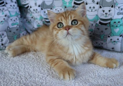 Кошенята Британська Шиншила