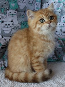 Кошенята Британська Шиншила