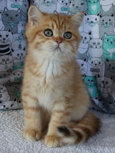 Кошенята Британська Шиншила