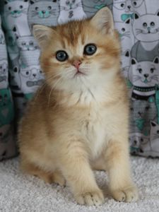 Кошенята Шиншила
