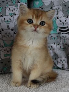 Кошенята Шиншила