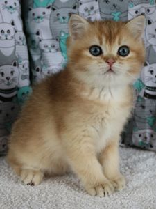 Кошенята Шиншила