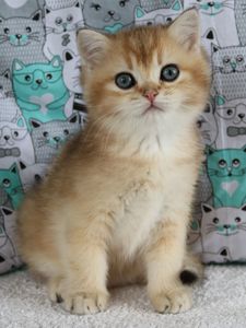Кошенята Шиншила