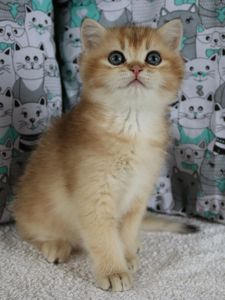 Кошенята Шиншила
