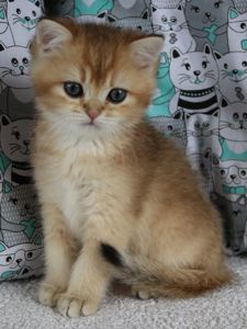 Кошенята Шиншила