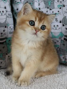 Кошенята Шиншила