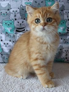 Кошенята Британська Шиншила