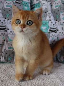 Кошенята Британська Шиншила