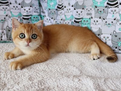 Кошенята Британська Шиншила