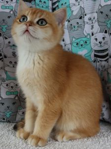 Кошенята Британська Шиншила