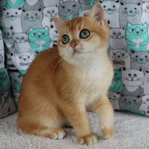 Кошенята Британська Шиншила