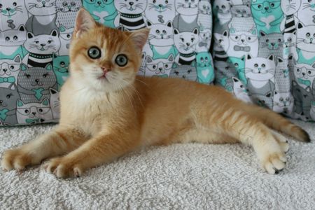 Кошенята Британська Шиншила