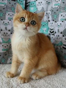 Кошенята Британська Шиншила