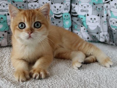 Кошенята Британська Шиншила