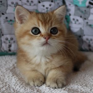 Кошенята Британська Шиншила