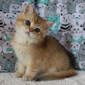 Кошенята Британська Шиншила