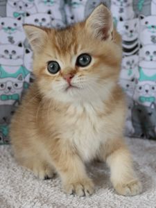 Кошенята Британська Шиншила