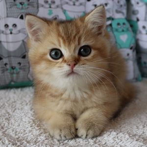Кошенята Британська Шиншила