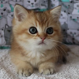 Кошенята Британська Шиншила