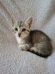 Кошенята