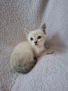 Кошенята
