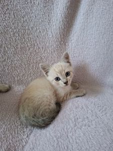 Кошенята