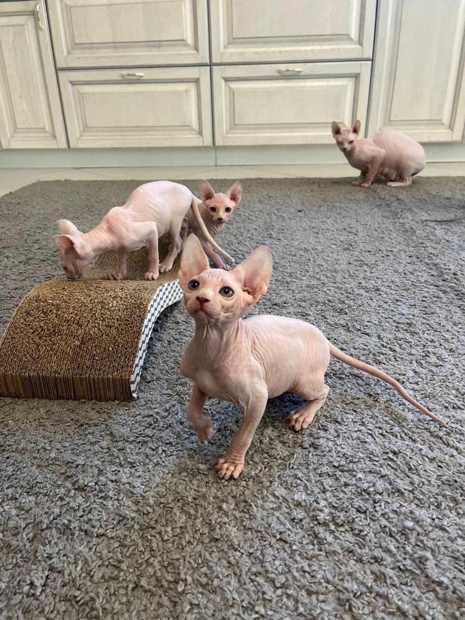 Кошенята
