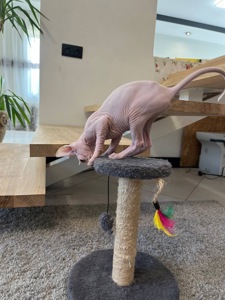 Кошенята